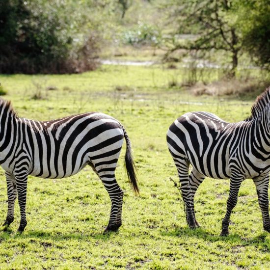 Visit Africa