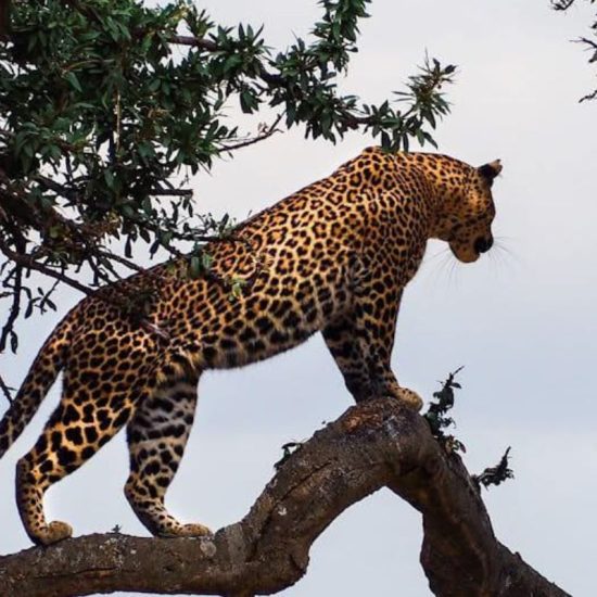 Visit Africa
