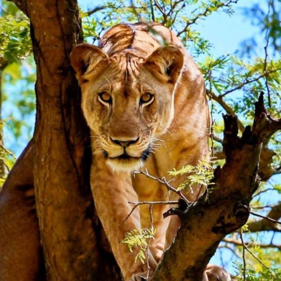 Visit Africa