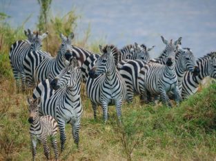 VISIT TANZANIA