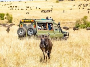 KENYA SAFARI