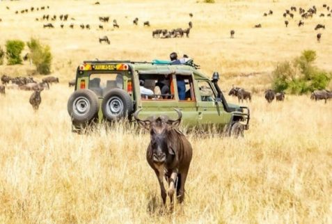 KENYA SAFARI