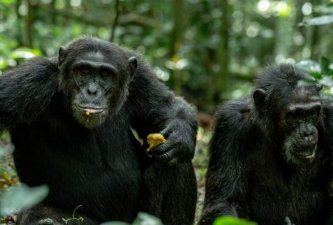 GORILLA TREKKING