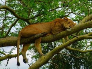 UGANDA TOUR