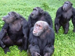UGANDA GORILLA