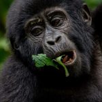 UGANDA TOUR