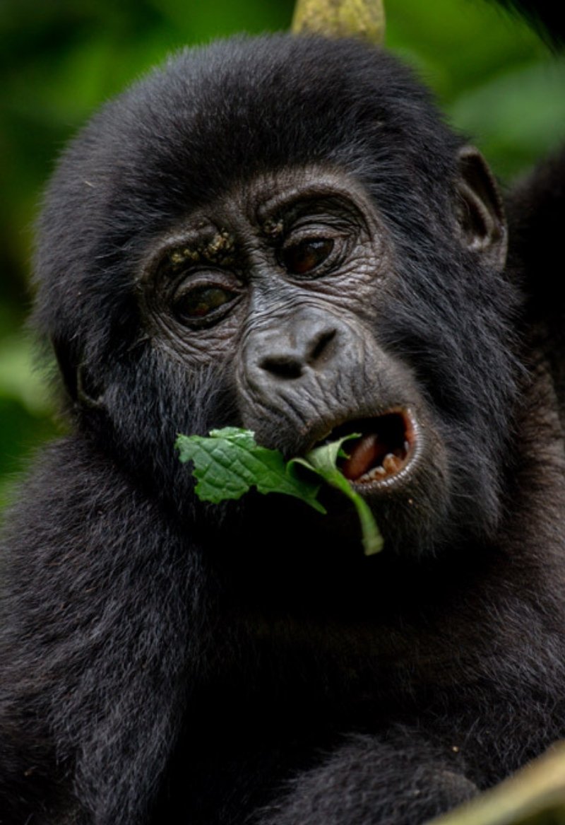 UGANDA TOUR