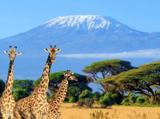 VISIT KENYA