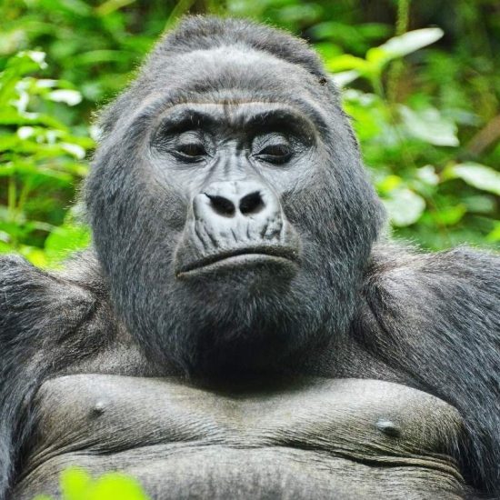 VISIT RWANDA