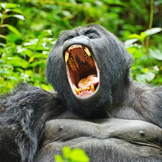 VISIT RWANDA