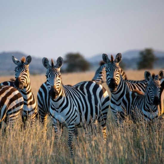 VISIT TANZANIA