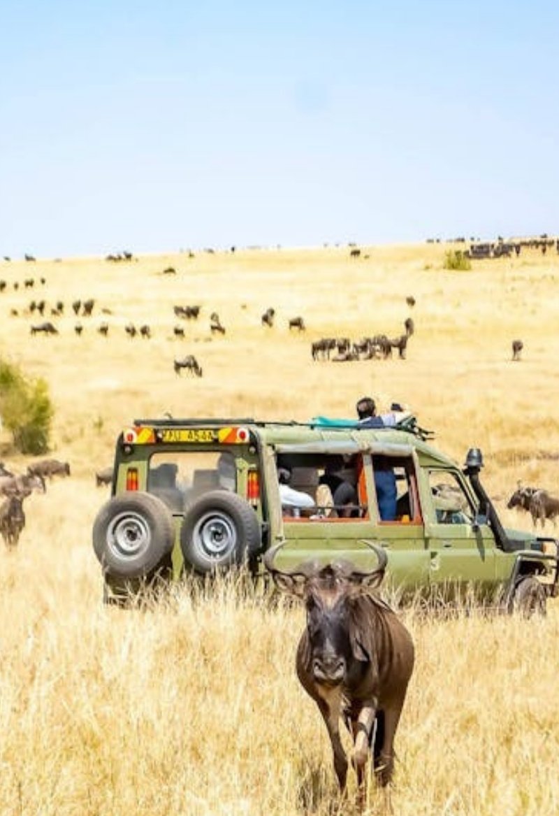 KENYA SAFARI