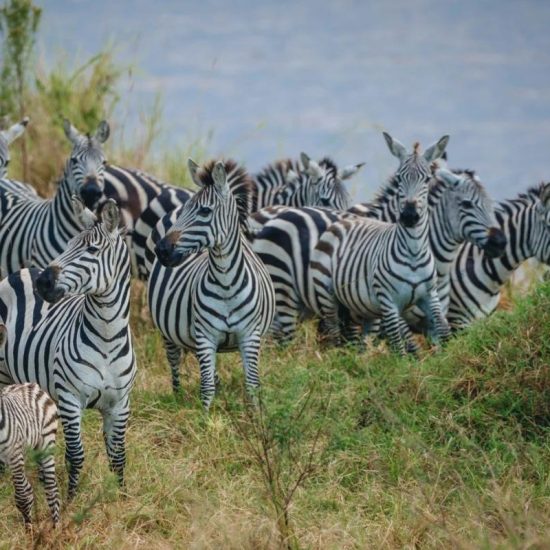 VISIT AFRICA