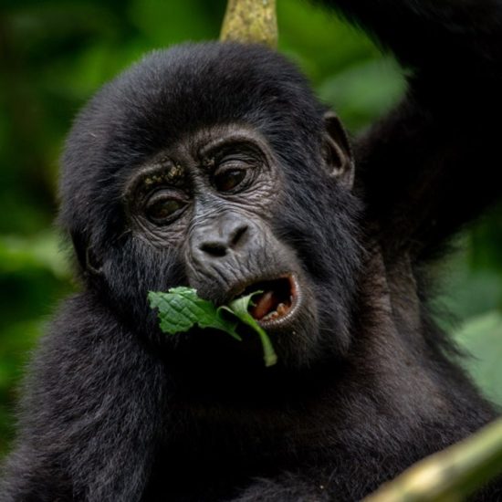 VISIT UGANDA