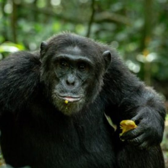 TOUR UGANDA