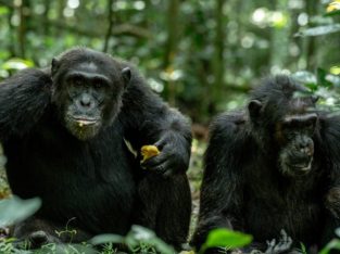 UGANDA GORILLAS