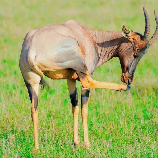 Visit Africa