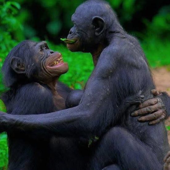 Visit Africa