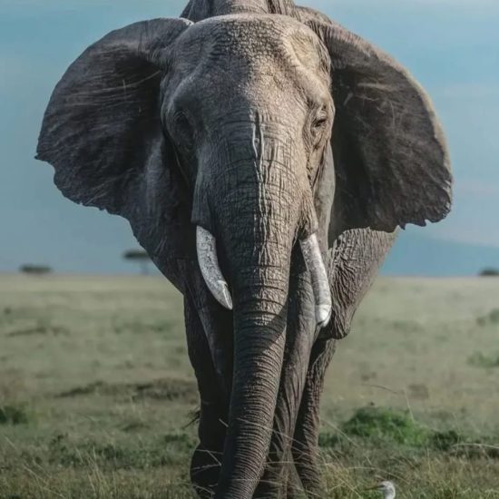 Visit Africa